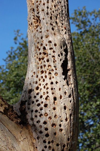 Pica-pau da bolota, a ave buraqueira