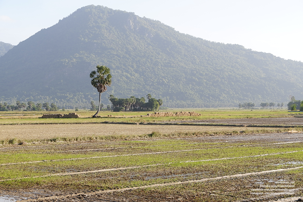 Thốt nốt ở An Giang: vẻ đẹp bình dị và mộng mơ!