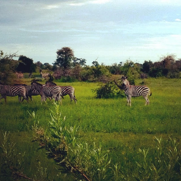 Οι ζέβρες του okavango delta μποτσουάνα