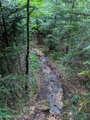 Wasenkogel trail: And also wet