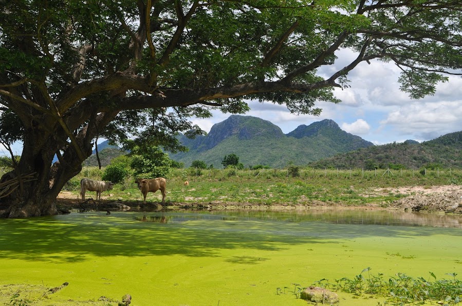 khao sam roi yot pond and cows