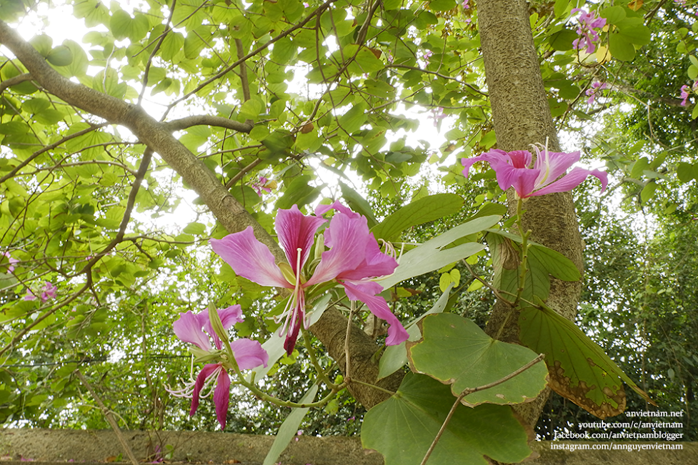 Sài Gòn có những mùa hoa