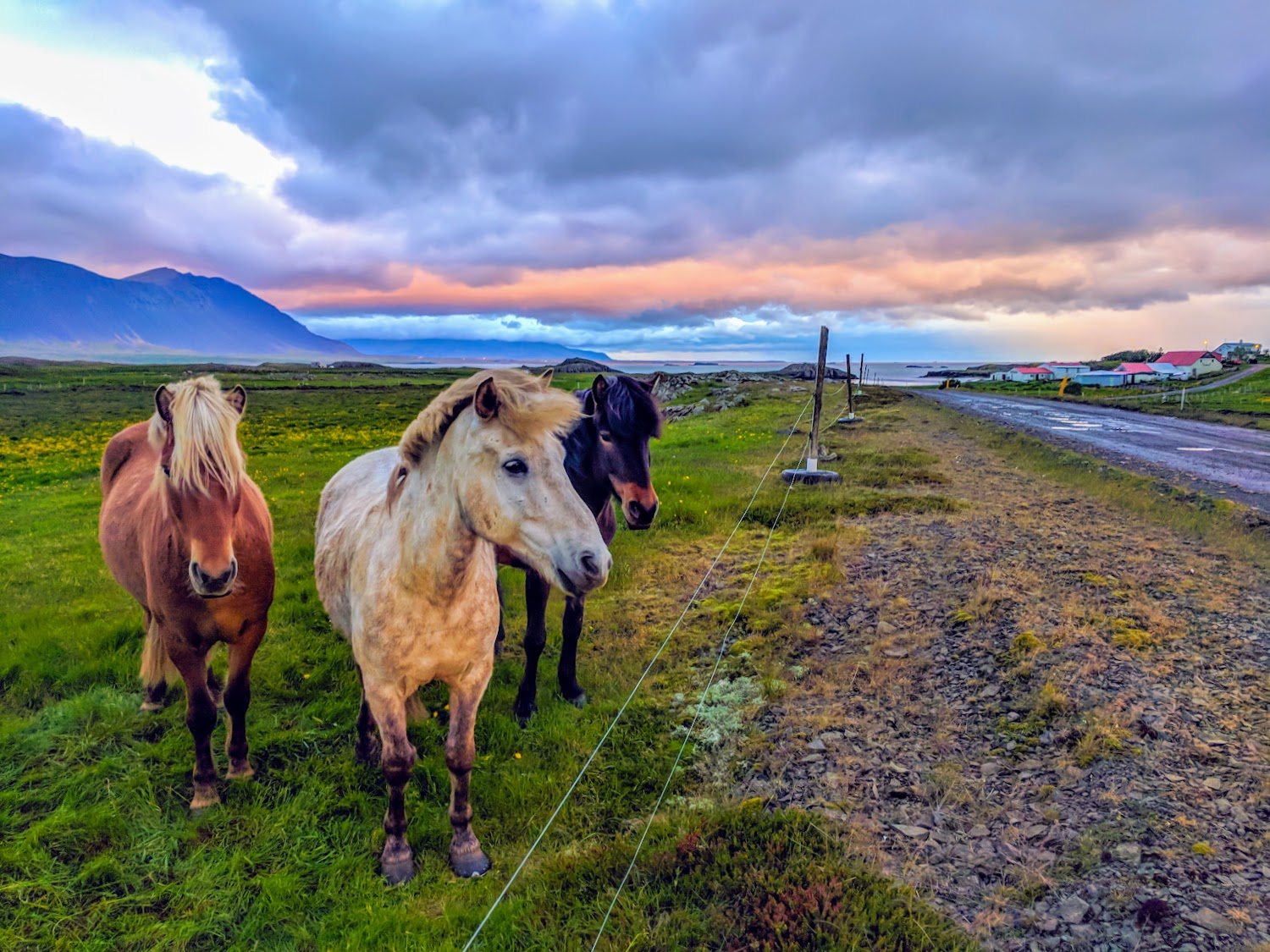 Stoic Horses