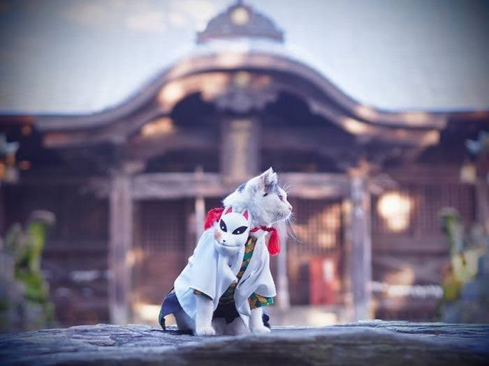 Formidáveis gatos com trajes de personagens de anime