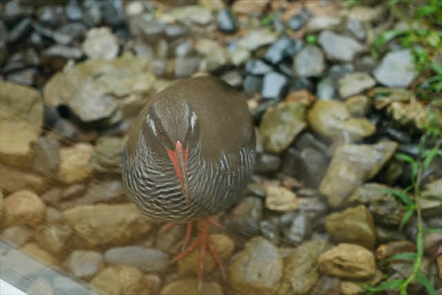 ヤンバルクイナ生態展示学習施設