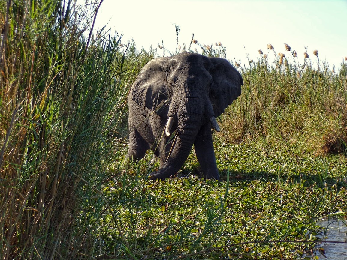 A wild elephant in Liwonde National Park, Malawi, Africa