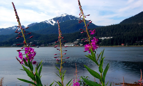 Juneau Fireweed