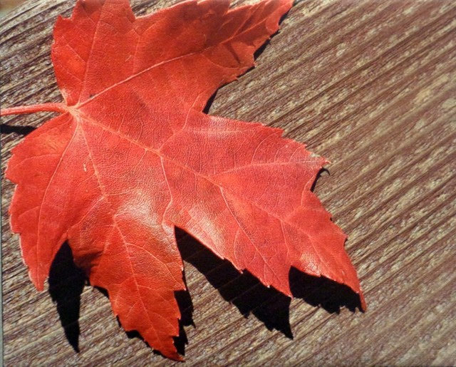 Autumn Glory Photograph by Christine Lohse