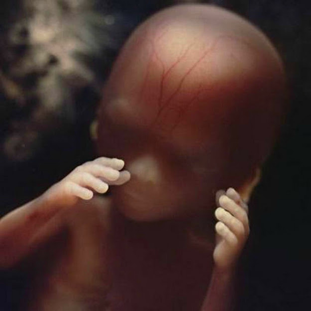 Incredible Photos of a Baby Developing in the Womb