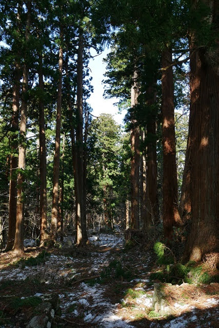 羽黒山のスギ並木