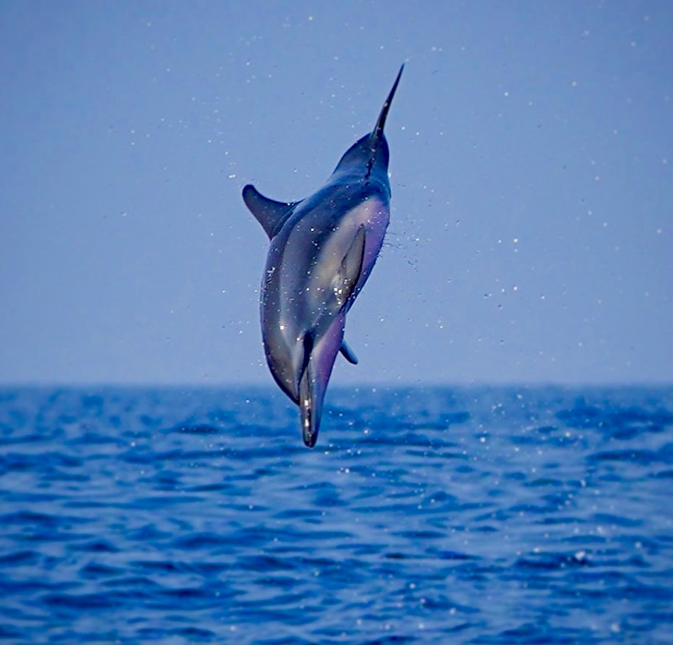 Dolphin and Whale Watching In Kalpitiya