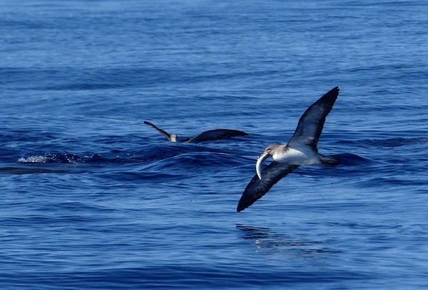 AZORES, 5 ISLAS POR UN PELO: PICO, SÃO JORGE, FAIAL, FLORES Y CORVO - Blogs de Portugal - PICO: BALLENAS Y LAGUNAS (11)