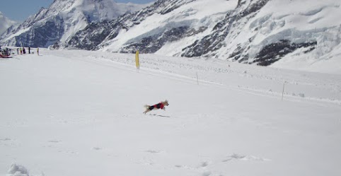 TERCER DIA: EXCURSION AL JUNGFRAU - curiosidades sobre un viaje por suiza (20)