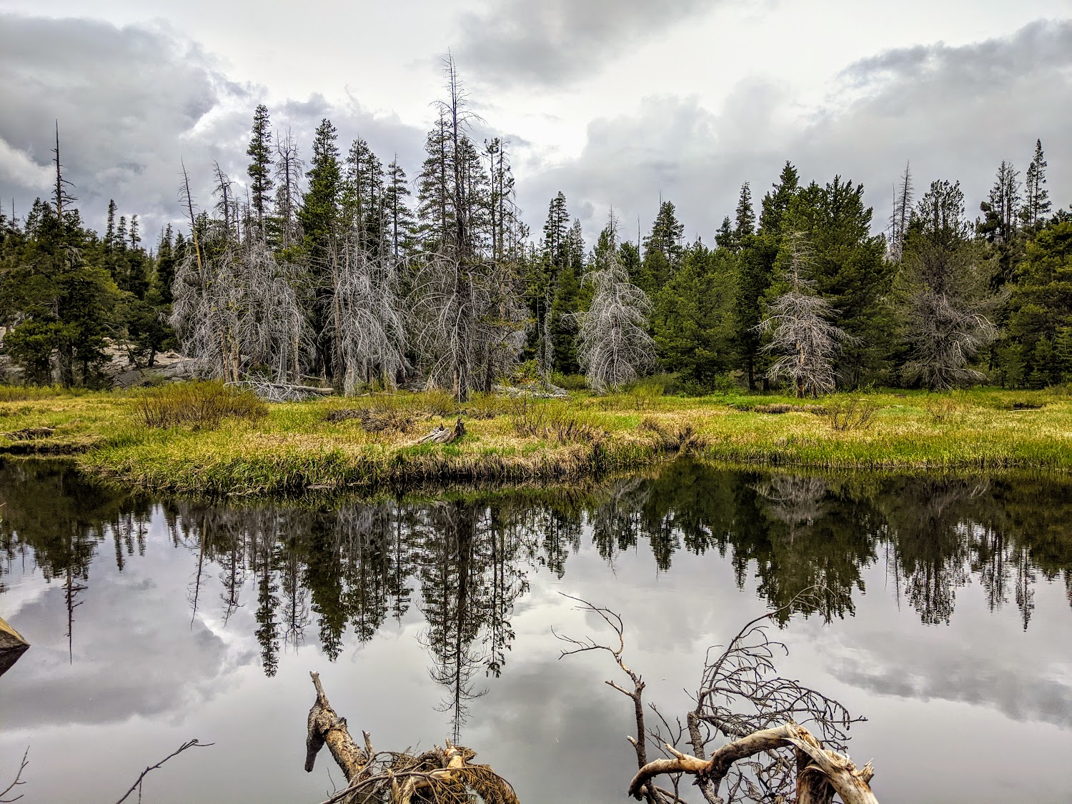 Reflections of a Gloomy Forest