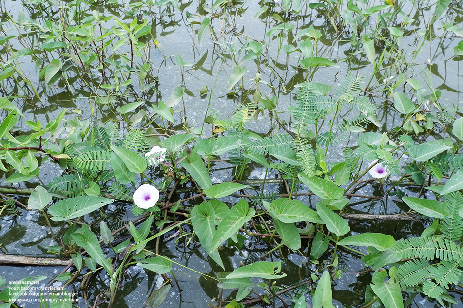 Tìm về vùng quê xã Quy Đức, huyện Bình Chánh