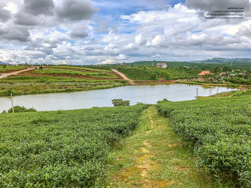 Hoang sơ những đồi trà và cây cô đơn hình trái tim ở Di Linh