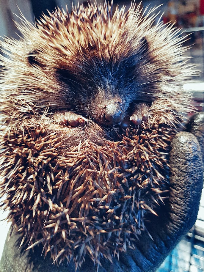 A young hedgehog curled up in a human hand