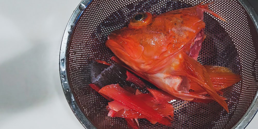 うっかりカサゴ 鍋 卵の煮付け 刺し身 熟女 熟成 カサゴ 釣りするカツオに食べるカツオ