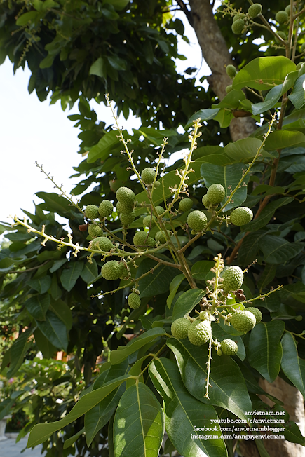 Chùa đẹp ở Bình Dương: Thiên Quang Ni Tự (chùa Thiên Quang)