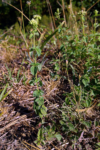 Origanum vulgare virens