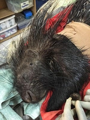 A poorly wild porcupine at Lilongwe Wildlife Centre in Malawi, Africa