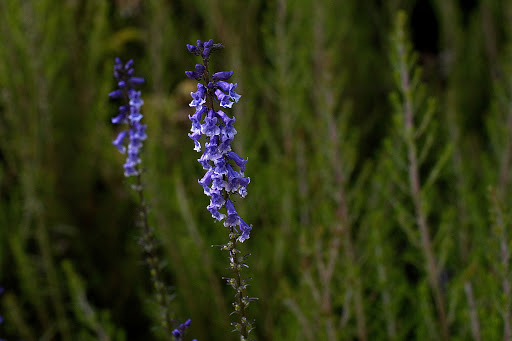 Anarrhinum bellidifolium