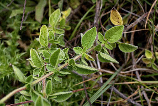 Origanum vulgare virens