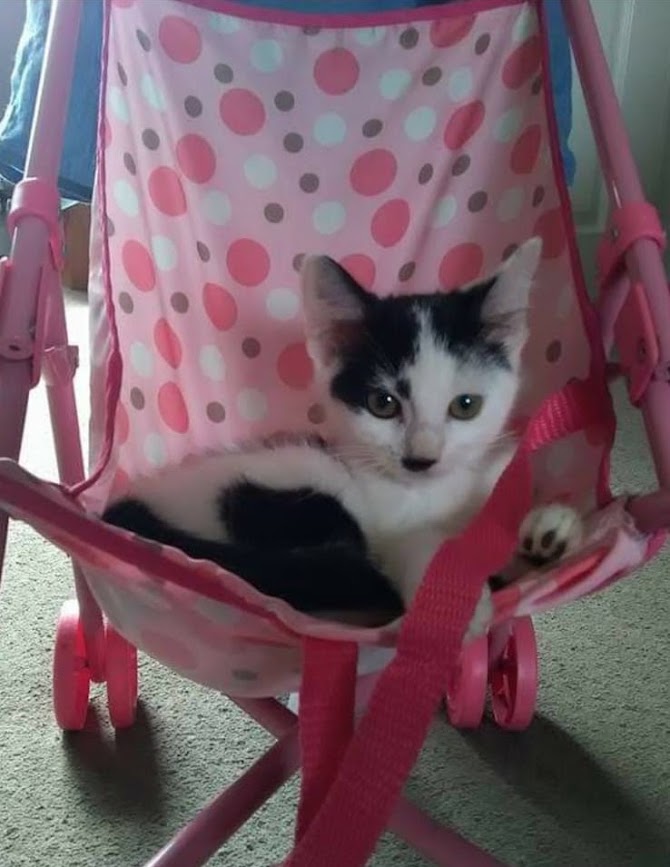 A black and white kitten sat in a child's pink pram