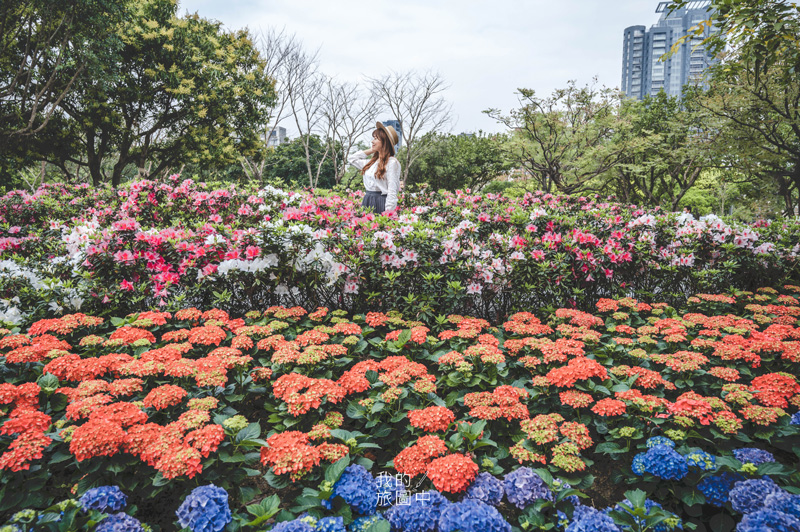 《台北大安》大安森林公園 城市綠洲中點綴著春季色彩！繡球花與杜鵑花環繞的異國花園 @我的旅圖中 during my journey