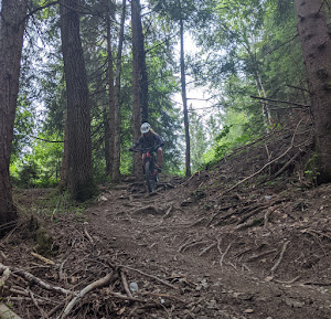 Narrower trail part with fallen trees that could be avoided