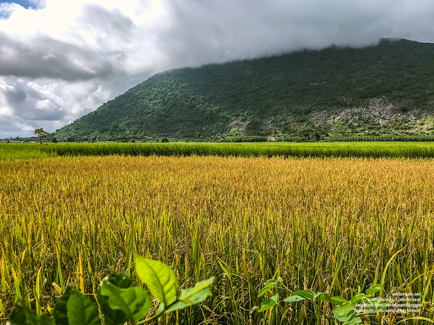 Tây Ninh có gì đẹp: 2 cây thốt nốt Tình Yêu Kvan