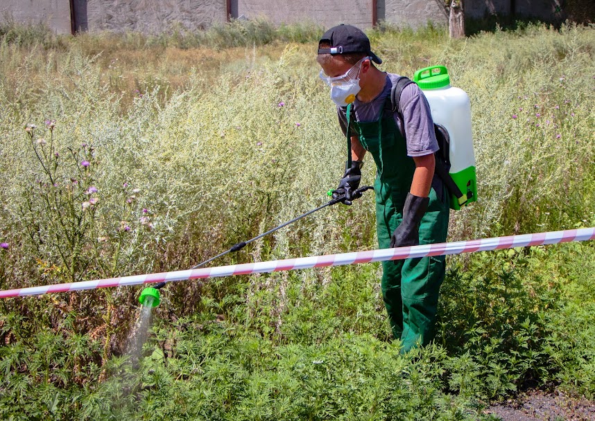 У Дніпрі протестували новий біохімічний засіб проти амброзії