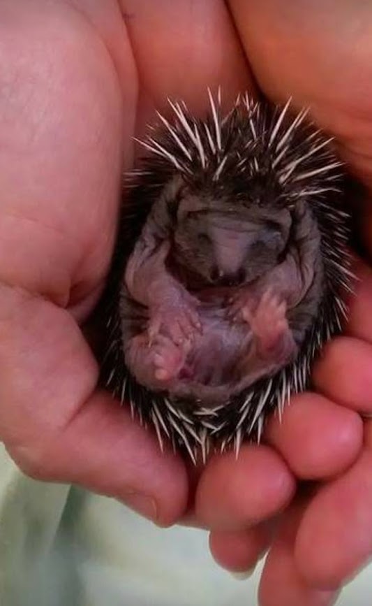 A tiny baby hedgehog with white spikes in a human hand