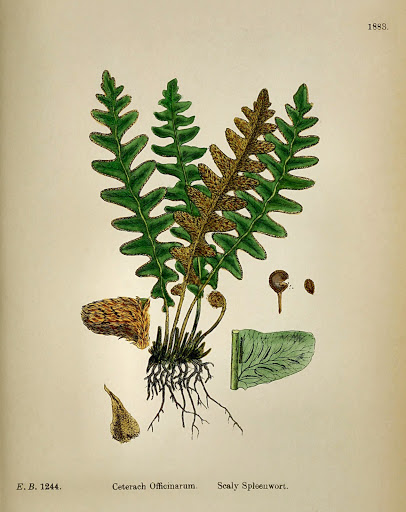 Asplenium Ceterach officinarum