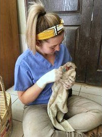 A volunteer vet nurse hand-rearing a small wildlife at Lilongwe Wildlife Centre in Malawi, Africa