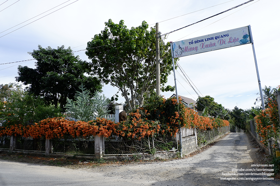 Hoa chùm ớt (hoa rạng đông, hoa lửa, hoa pháo trượng) ở Lâm Đồng