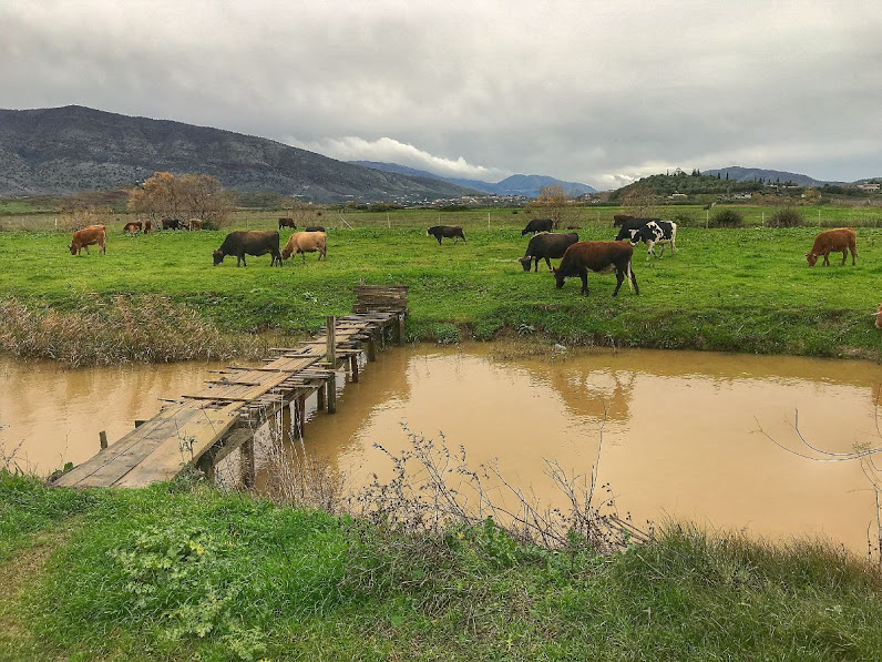 Grazing cows butrint national park albania