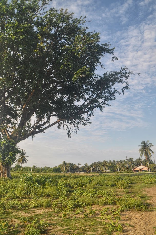 Narathiwat City 
Narathiwat Province
Thailand
Green field