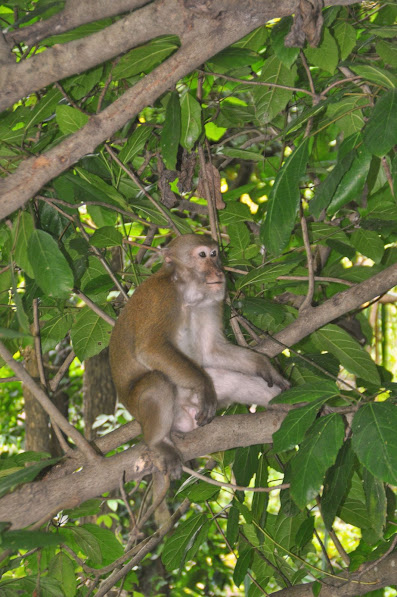 Macaque monkey erawan waterfalls