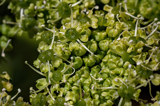 Angelica pachycarpa