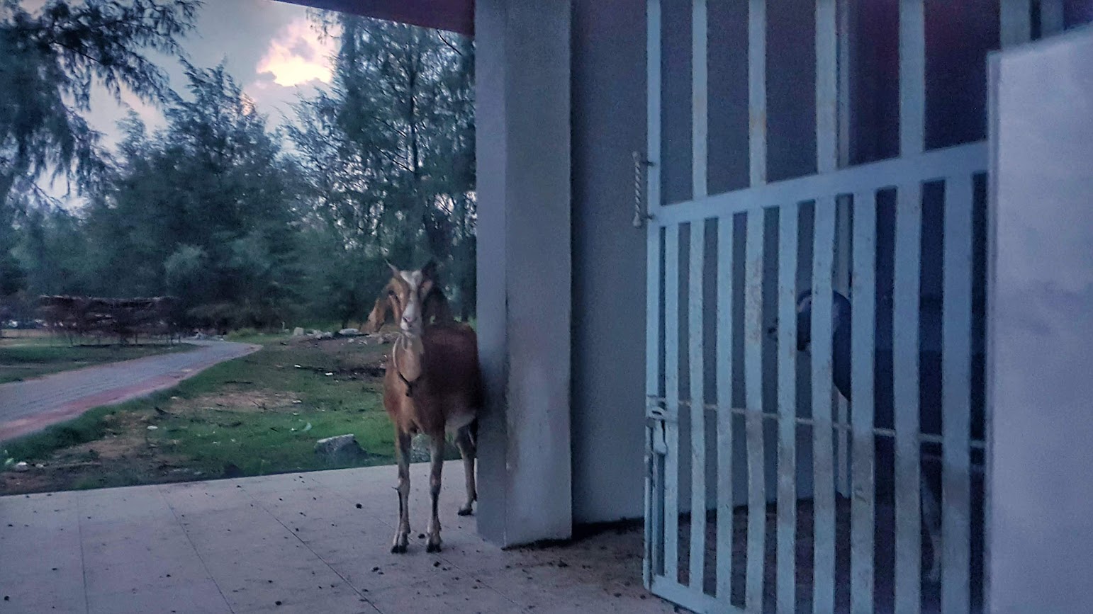 Tachi Beach
Laem Pho peninsula 
Pattani
Brown goat
Friendly animal
Peekaboo