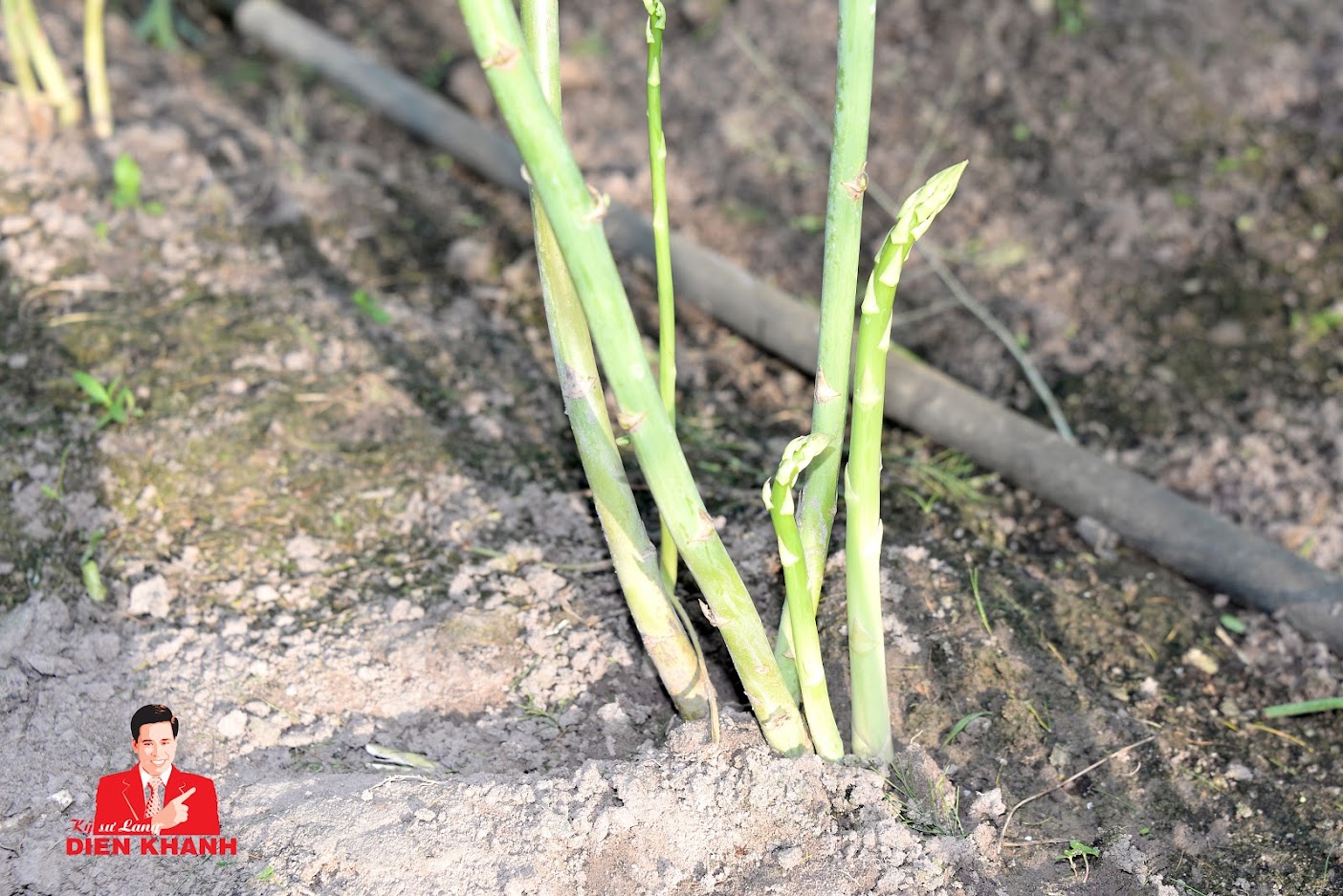 MĂNG TÂY PHÁT TRIỂN TỐT VÀ ĐẠT NĂNG SUẤT CAO KHI SỬ DỤNG PHÂN THUỐC CÔNG TY DIÊN KHÁNH