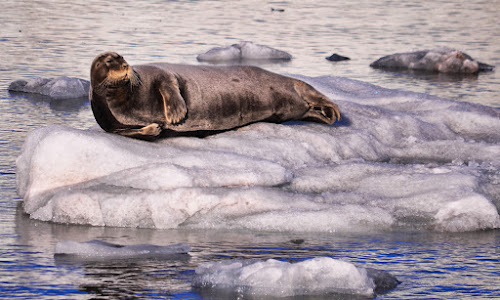 Harbor Seal on an Iceberg