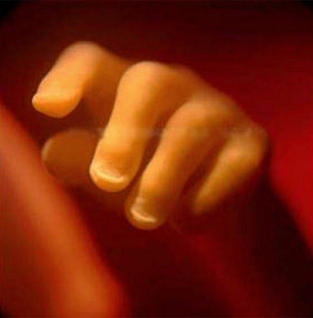 Incredible Photos of a Baby Developing in the Womb