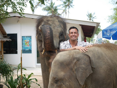 Take photos with the elephants