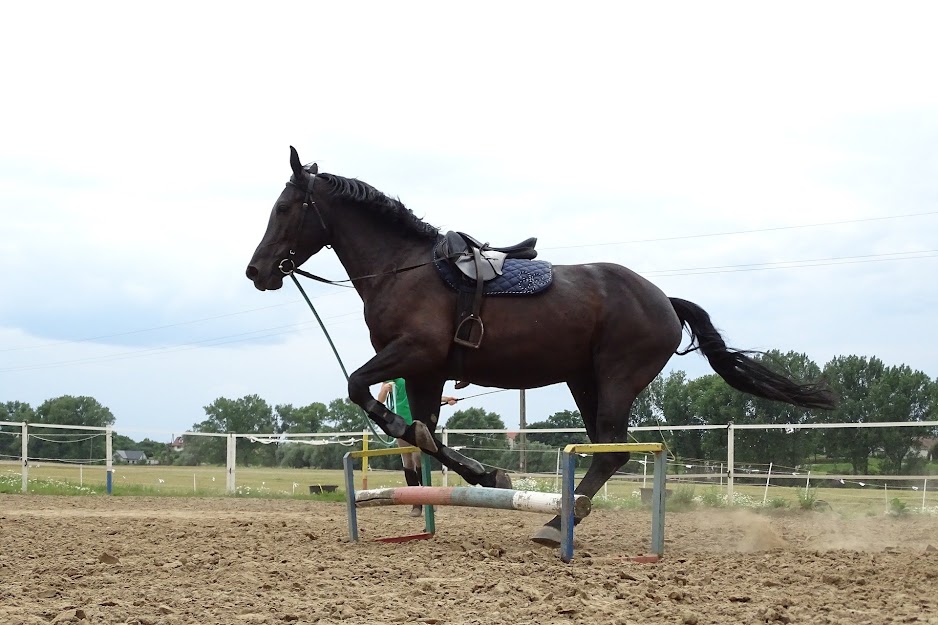 HOW TO MAKE YOUR HORSE STRONGER – Equestroom