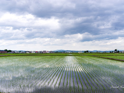 田植え 写真 314219-田植え 写真