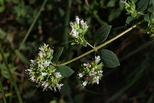 Origanum vulgare virens