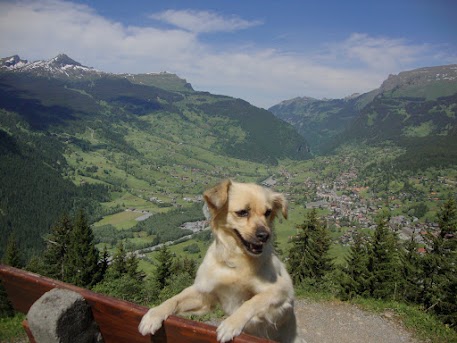 SEPTIMO DIA: GRINDELWALD - curiosidades sobre un viaje por suiza (6)