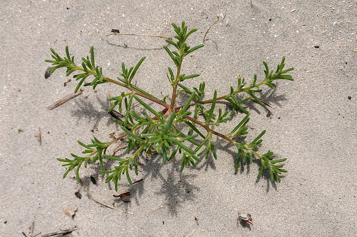 Salsola kali